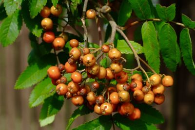 Close-up of berries growing on tree