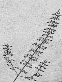 Close-up of plants