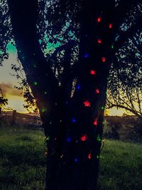 Trees on grassy field