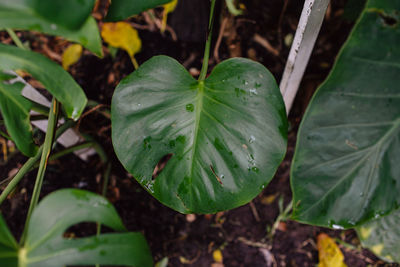 Close-up of wet plant leaves