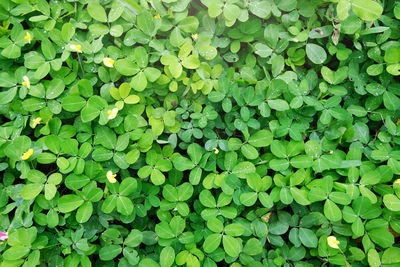 Full frame shot of fresh green plants