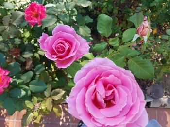 Close-up of pink roses blooming outdoors