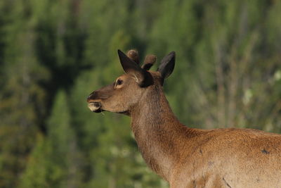 Close-up of giraffe standing on tree