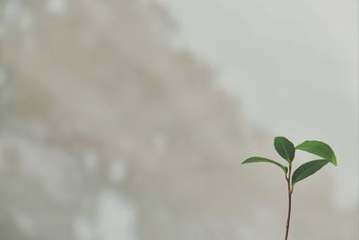 Close-up of plant