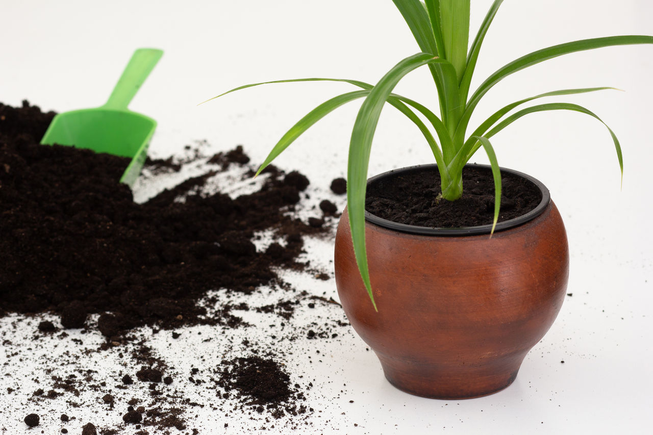 soil, plant, dirt, growth, houseplant, nature, seedling, gardening, flowerpot, potted plant, beginnings, produce, green, planting, plant part, leaf, herb, no people, indoors, cultivated, environment, agriculture, food, flower, botany, close-up, mud, studio shot