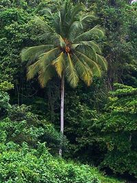 Palm trees against plants