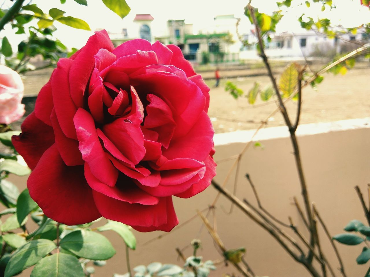 flower, red, nature, beauty in nature, petal, growth, fragility, plant, freshness, flower head, close-up, no people, blooming, outdoors, leaf, day, water, rose - flower