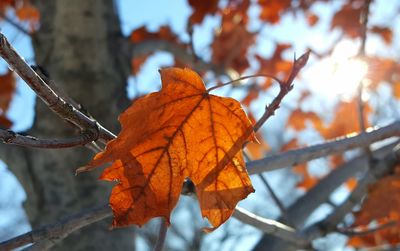 Close-up of maple leaf during autumn