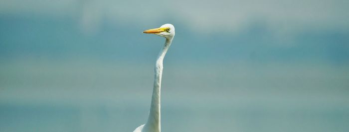 Close-up of plant against blurred background
