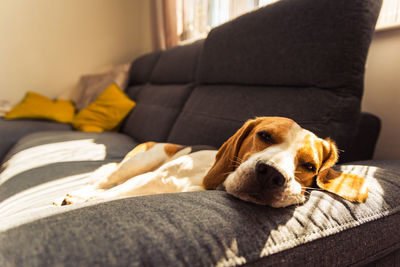 Dog relaxing on sofa at home