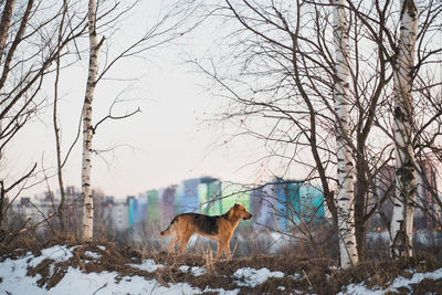 View of dog on snow covered land