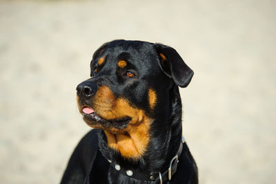 Close-up of rottweiler dog looking away outdoors