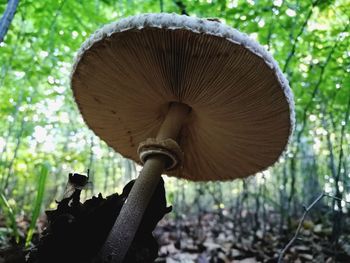 Close-up of mushroom growing in forest