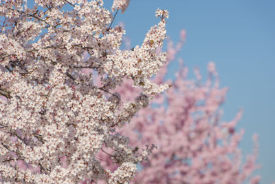 Close-up of pink flowers on tree