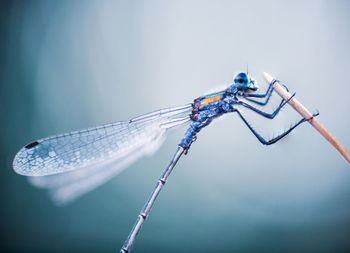 Close-up of dragonfly damselfly 