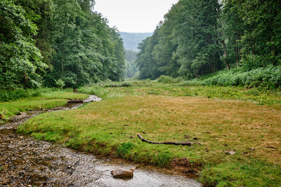 Scenic view of waterfall in forest