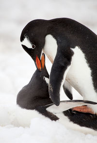 High angle view of penguins on snow