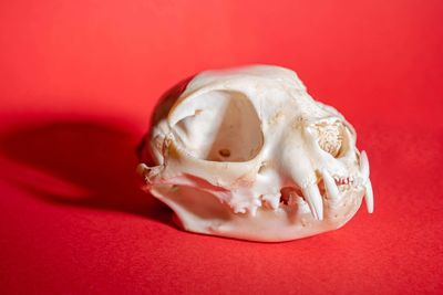 Close-up of a cat skull on a red background with intense shadow