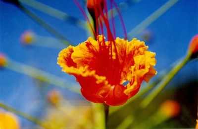 Close-up of yellow flower blooming outdoors