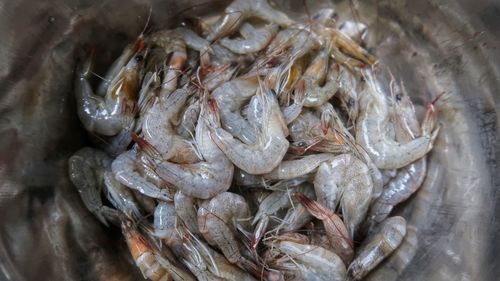 High angle view of fish for sale in market