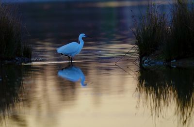 Bird in a lake