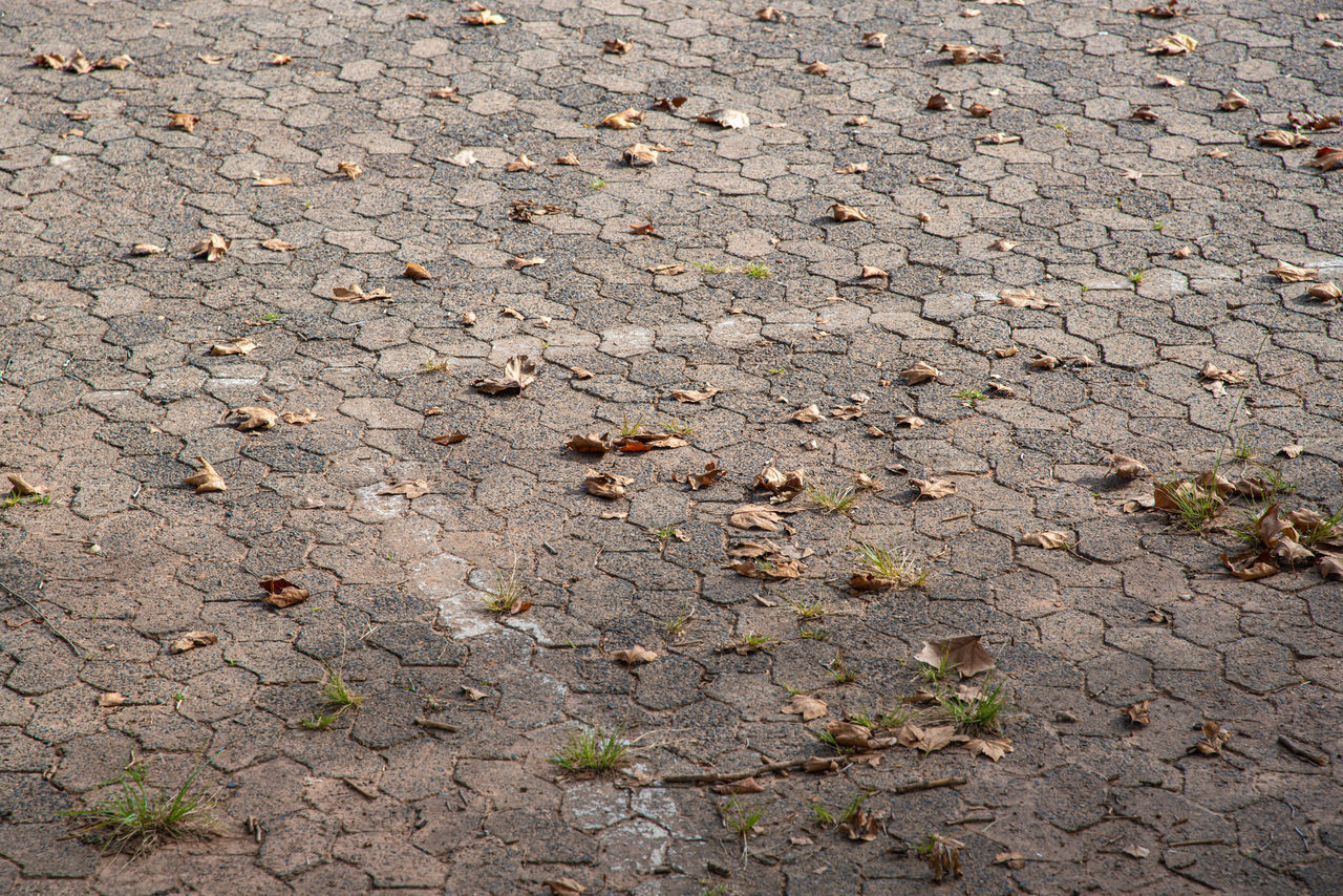 HIGH ANGLE VIEW OF DRY LEAVES ON STREET