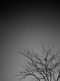 Low angle view of silhouette bare tree against clear sky