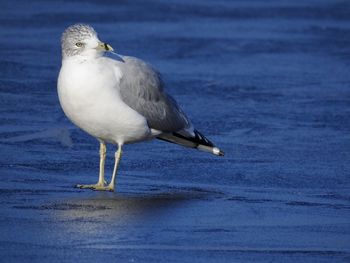 Seagull perching on a beach