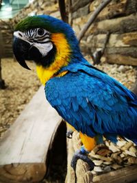 Close-up of parrot perching