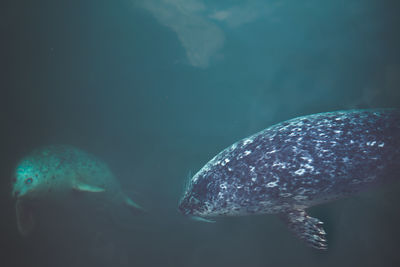 Seals swimming undersea