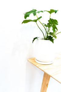 Close-up of potted plant on table against white background