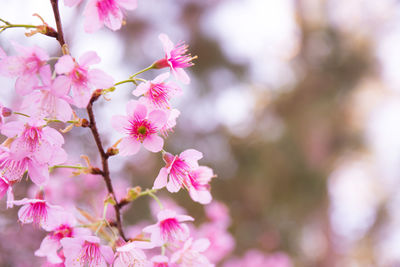 Close-up of pink flowers blooming on tree