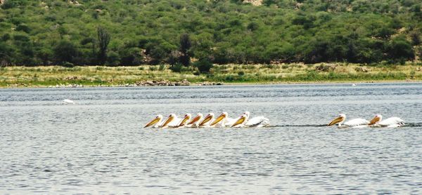 View of swan in water