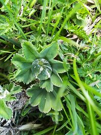 High angle view of raindrops on plant