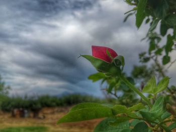 Close-up of red flowers