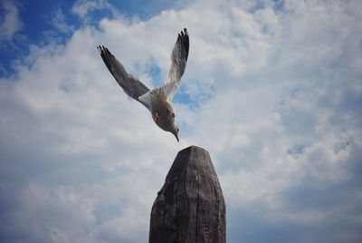 Low angle view of eagle flying against sky