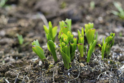 Close-up of plant growing on field