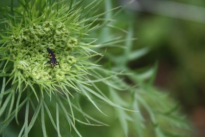 Close-up of insect on plant