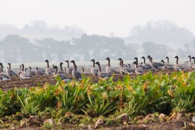 Flock of geese on field