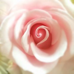 Close-up of pink rose