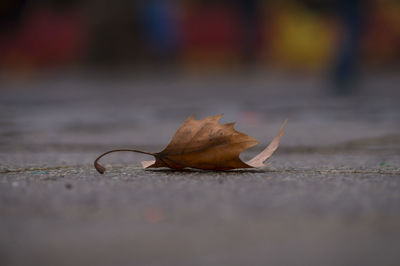 Close-up of dry leaf on street