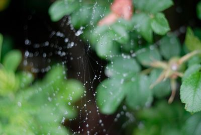 Close-up of wet plant during rainy season