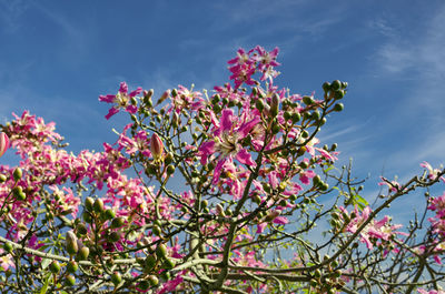 Low angle view of pink cherry blossoms in spring