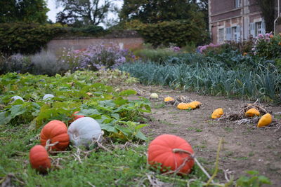 View of pumpkins on field