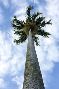 Low angle view of palm tree against sky