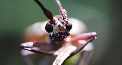 Close-up of spider