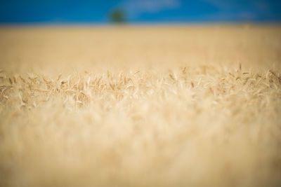 Close-up of wheat field