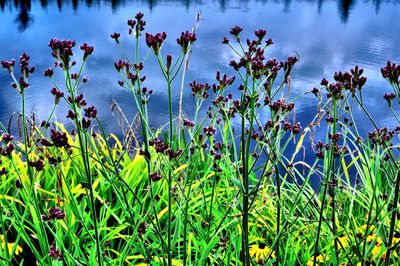 Close-up of plants against lake