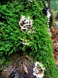 High angle view of mushrooms growing on tree trunk