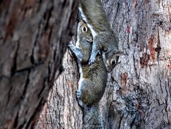 Close-up of squirrel on tree trunk